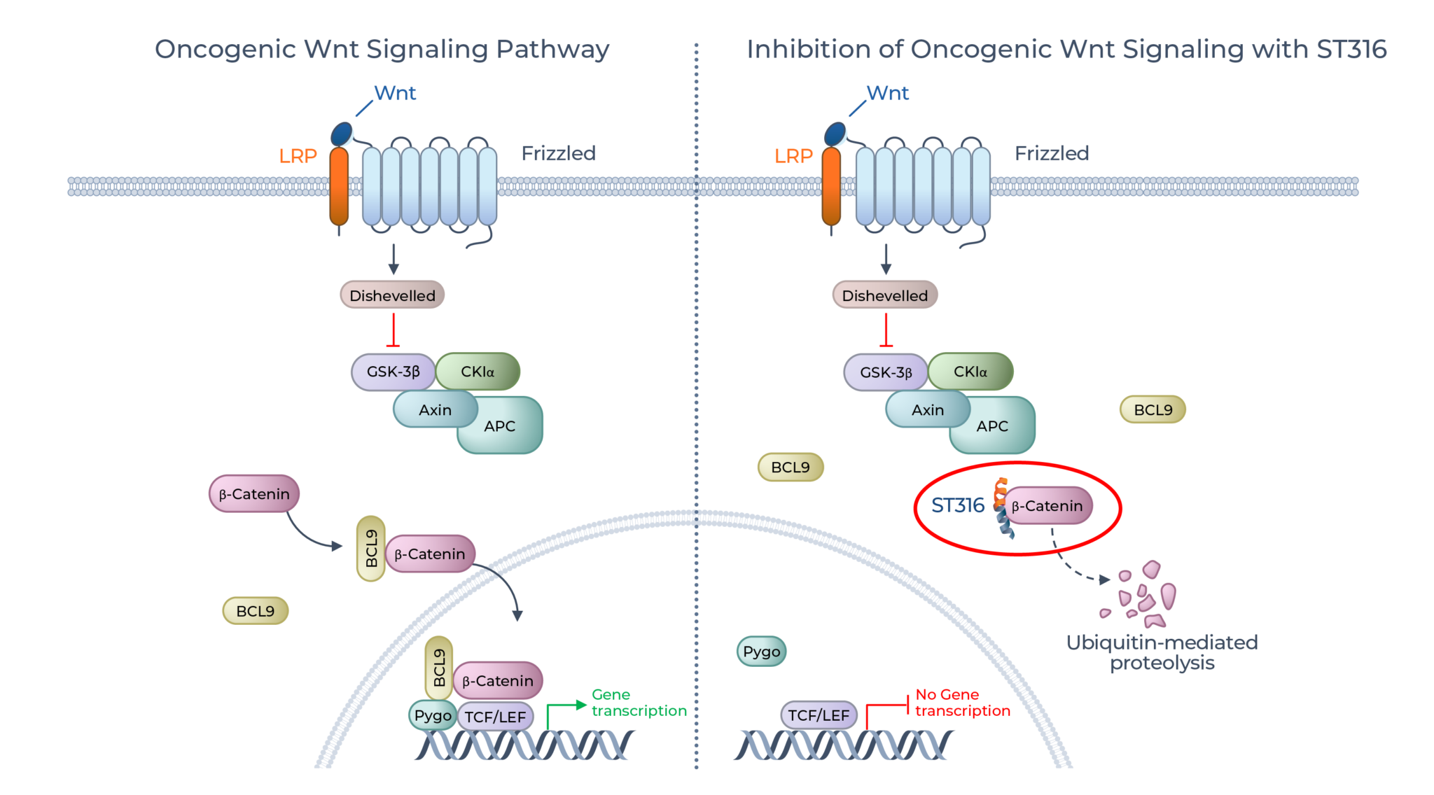 ST316 - Sapience Therapeutics